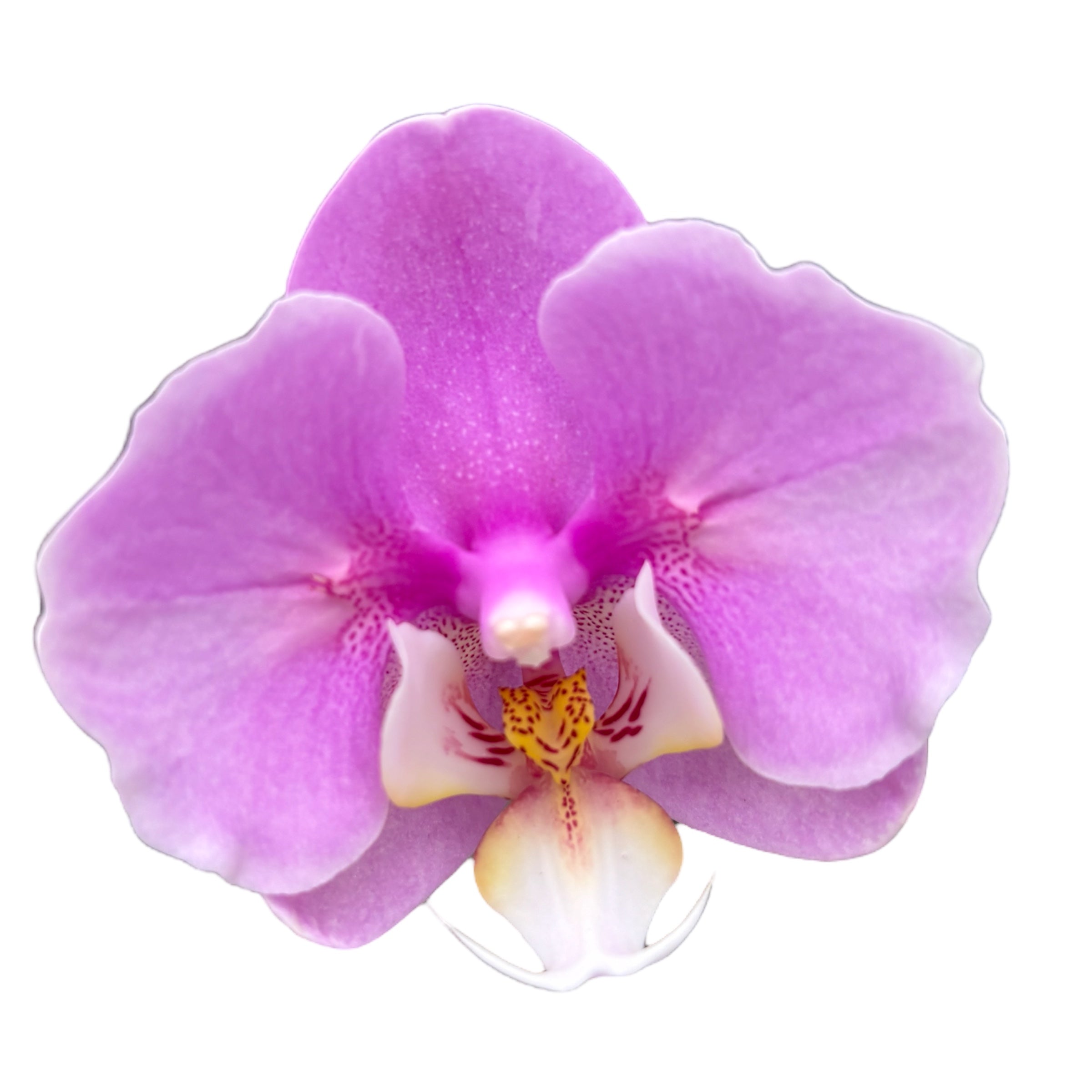Phalaenopsis Taisuco Anna (pelorická)