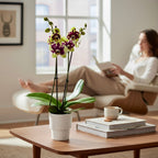 Phalaenopsis Anthura Amadora