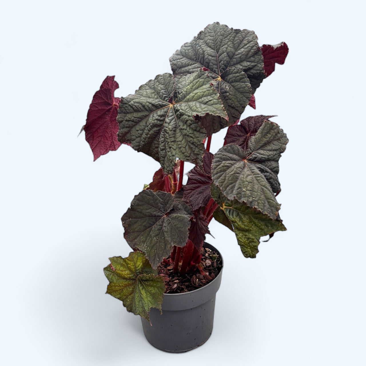 Begonia ‘Dark Side of the Moon’