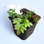 Capsun-Zmeur Japonés - Rubus illecebrosus (Bayas globo)