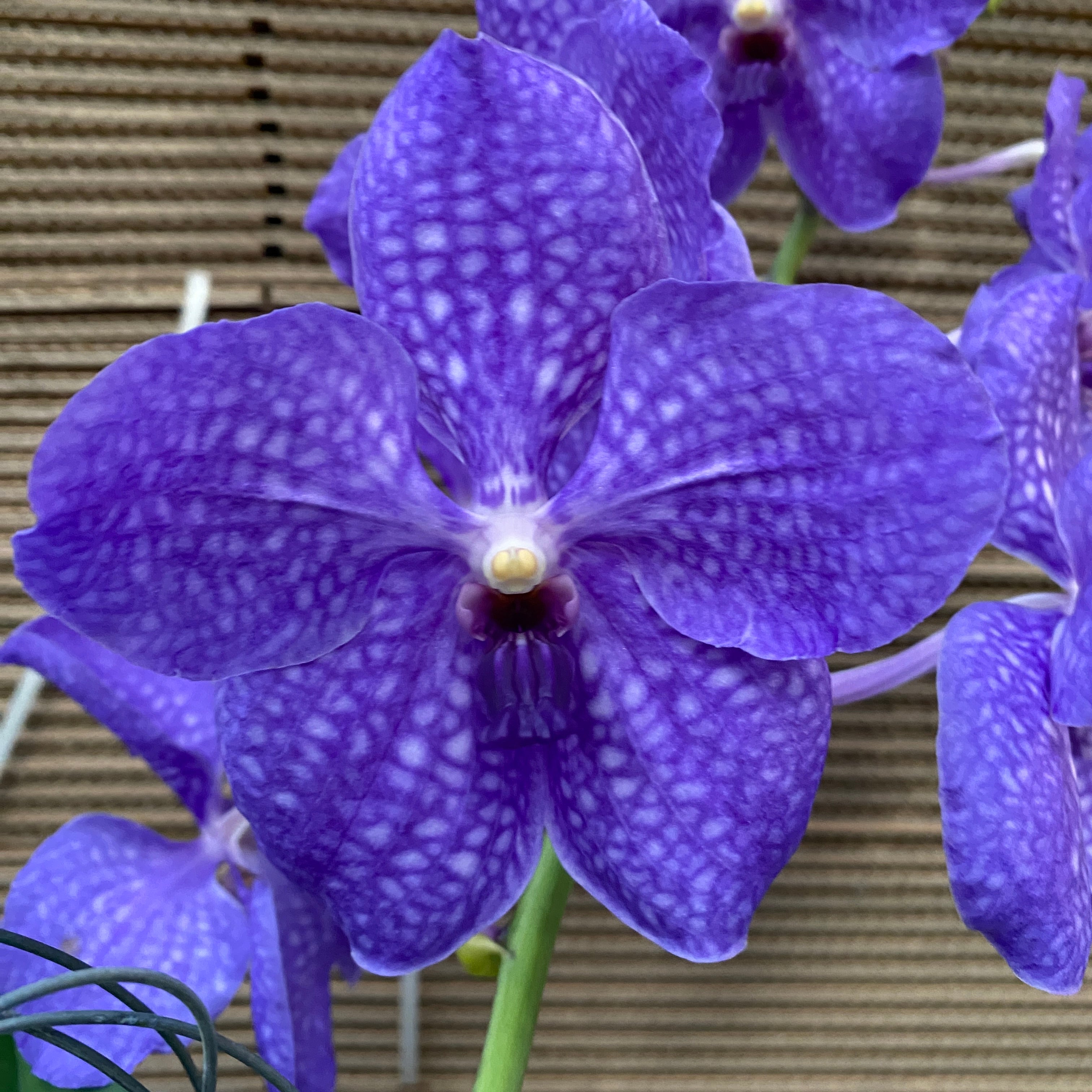 Vanda Nitaya Royal Blue (Ansu)