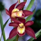 Cymbidium ‘Red Arrow’