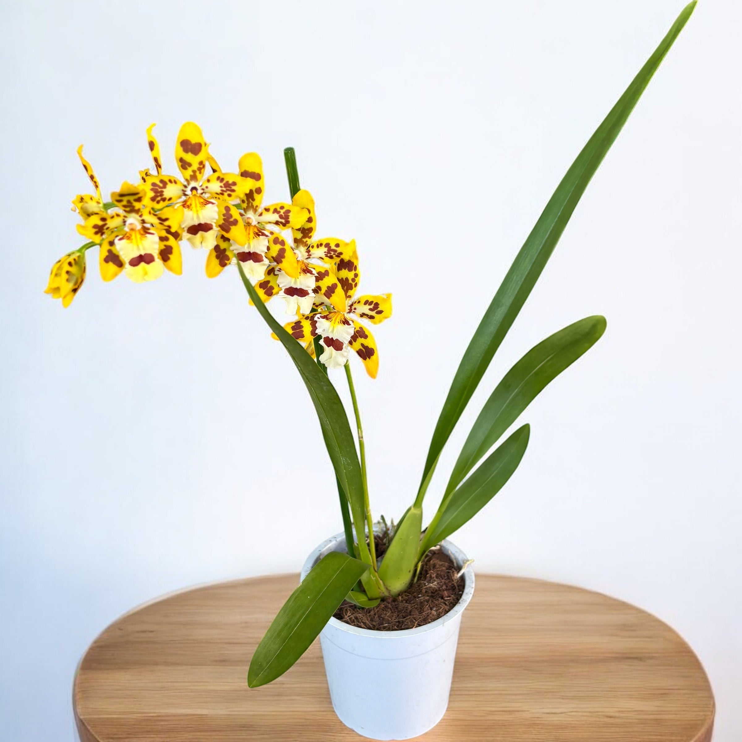Odontocidium Remember Burkhard Holm (flori parfumate)