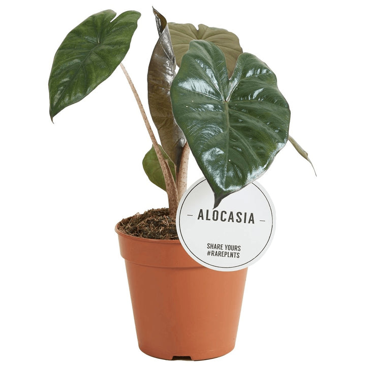 Alocasia sarawakensis 'Yucatan Princess'