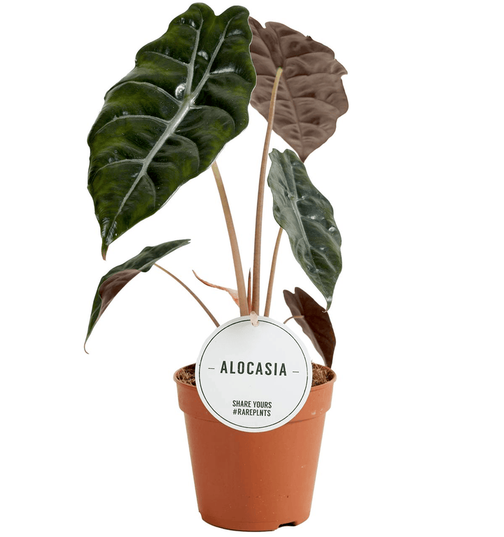 Alocasia 'Chantrieri'