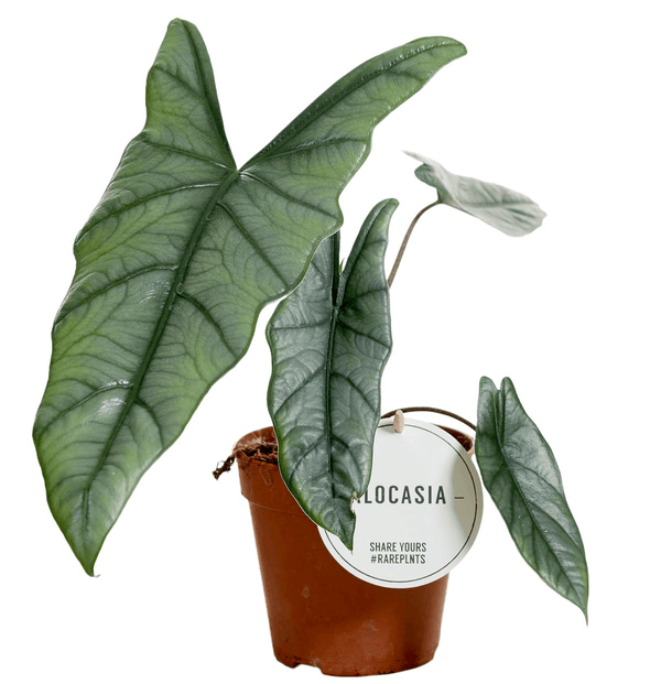 Alocasia heterophylla 'Silver'