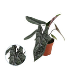 Alocasia scalprum – vzácná odrůda s úzkými listy a kovovou texturou