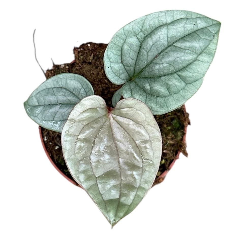 Anthurium luxurians (Quilted Hearts Anthurium) – Secret Garden