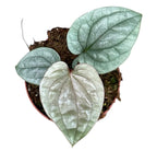 Anthurium luxurians (Quilted Hearts Anthurium)