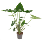 Alocasia zebrina (Siberian Tiger)