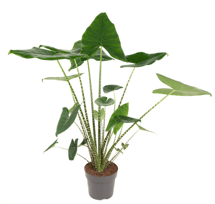 Alocasia zebrina (Siberian Tiger)