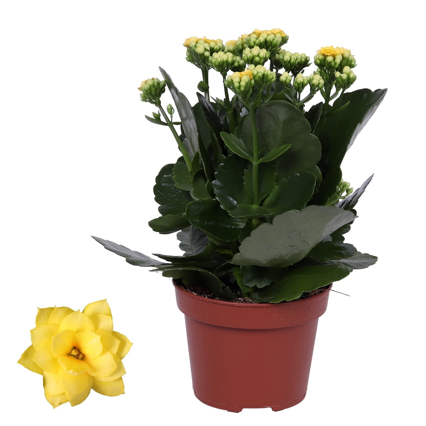 Kalanchoe blossfeldiana - mix de culori