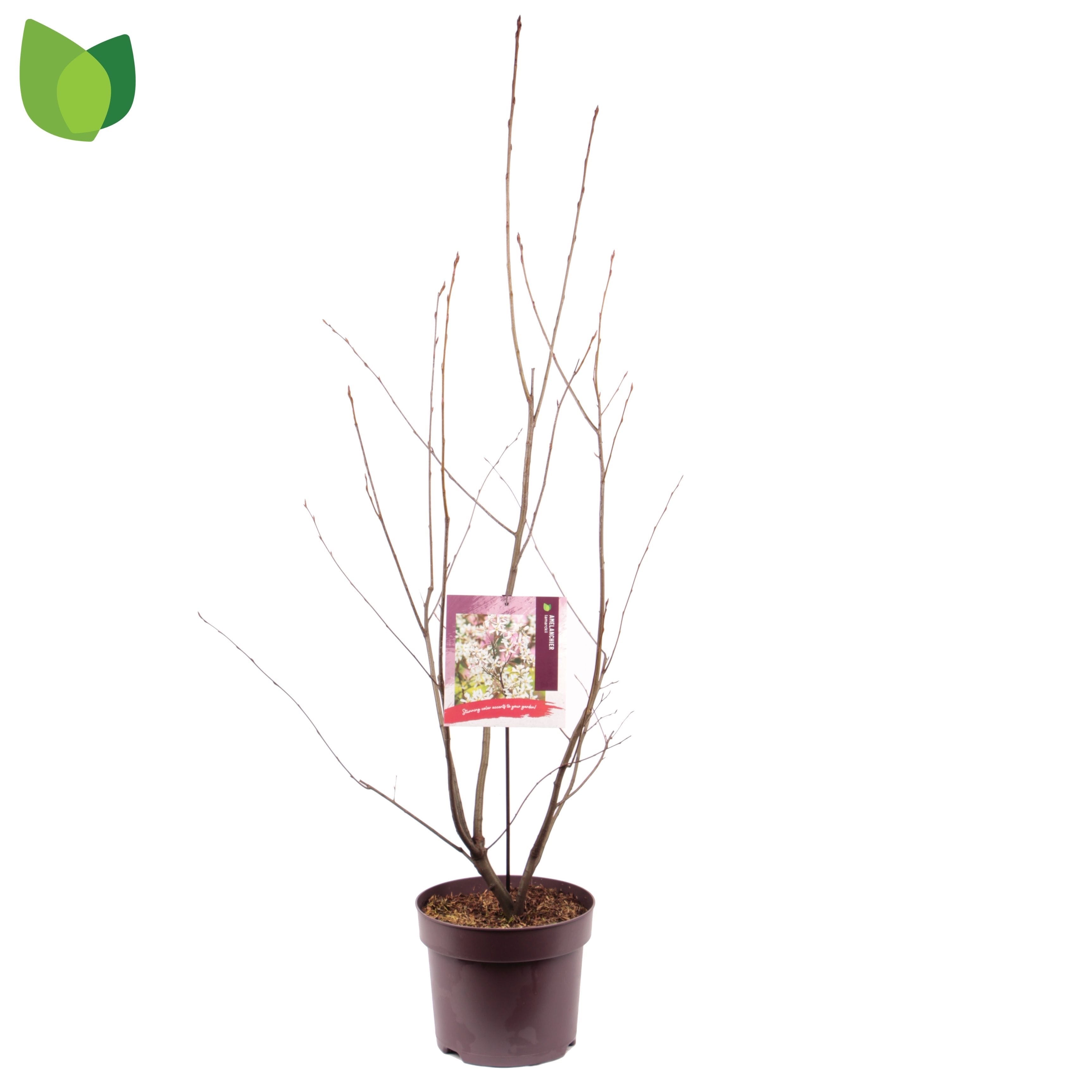 Pomul de stafide - Amelanchier lamarckii - fructe dulci si aromate