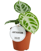 Anthurium crystallinum 'Silver Blush'