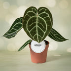 Anthurium crystallinum D12