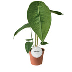 Anthurium peltigerum - specie botanica rara cu frunze texturate si aspect exotic