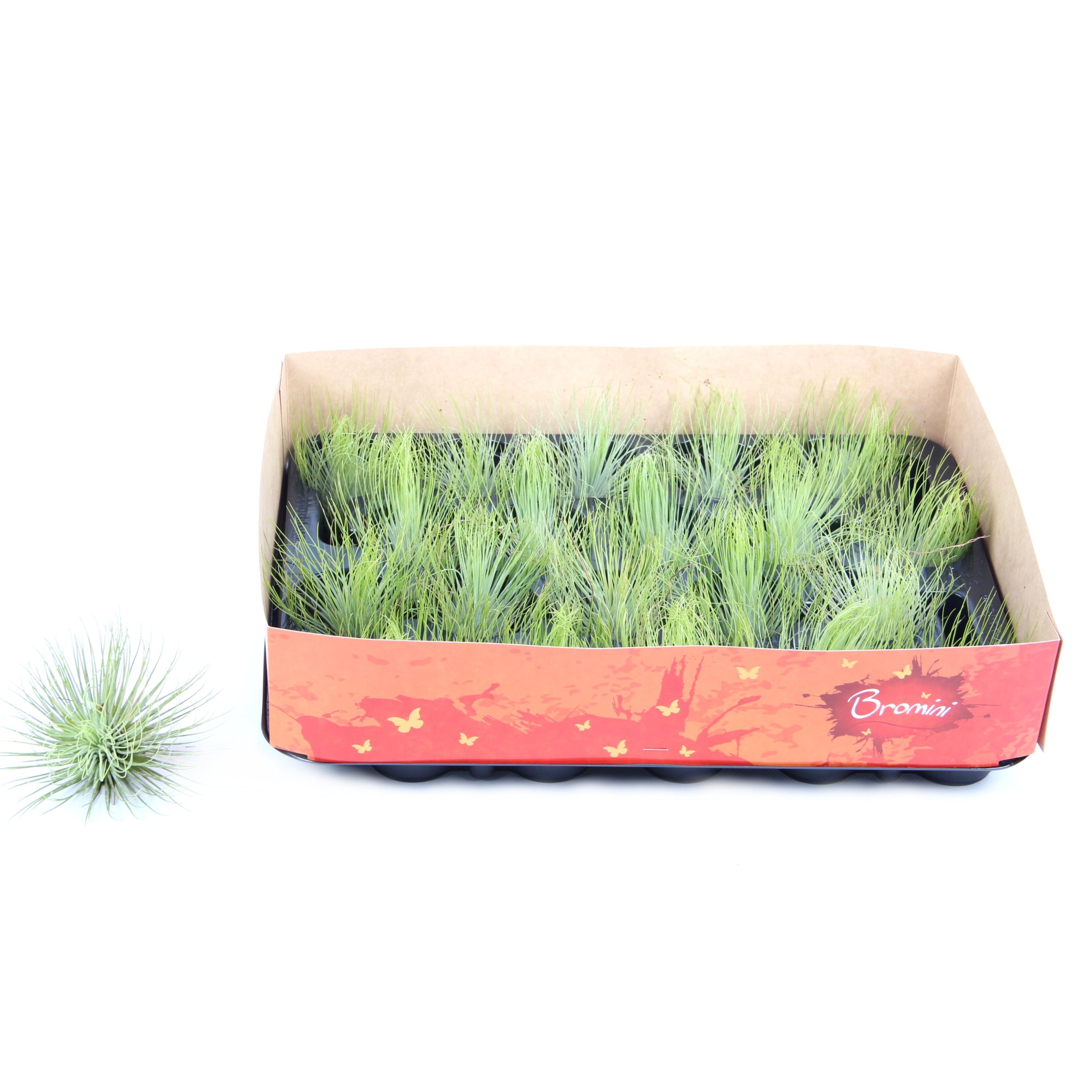 Tillandsia andreana – planta de aer sferica, cu frunzis fin