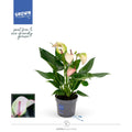 Anthurium ‘Karma Pulse’ - anthurium cu flori decorative si aspect tropical elegant