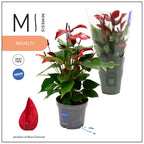 Anthurium Banderola Lava