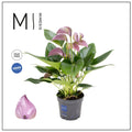Anthurium Karma Joli Lila - Floarea Flamingo cu flori lila elegante si inflorire indelungata