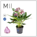 Anthurium Karma Joli Lila - Floarea Flamingo cu flori lila elegante si inflorire indelungata