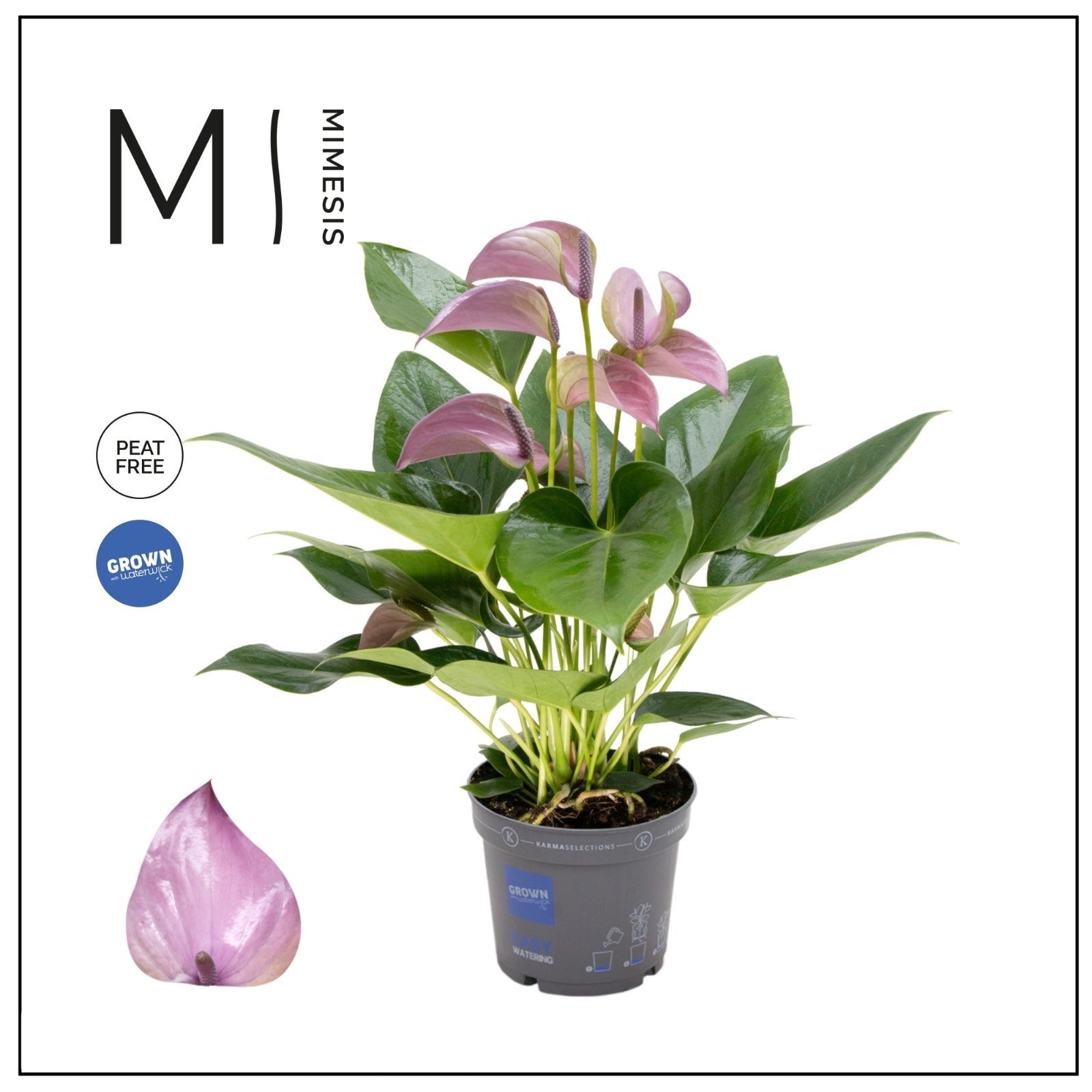 Anthurium Karma Joli Lila - Floarea Flamingo cu flori lila elegante si inflorire indelungata