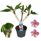 Plumeria rubra Hawaiian mix -  flori parfumate