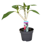 Plumeria rubra Hawaiian mix -  flori parfumate