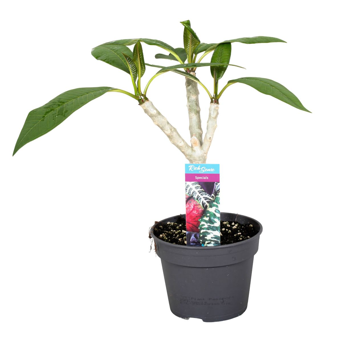 Plumeria rubra Hawaiian mix -  flori parfumate