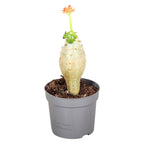 Jatropha podagrica (Buddha has)