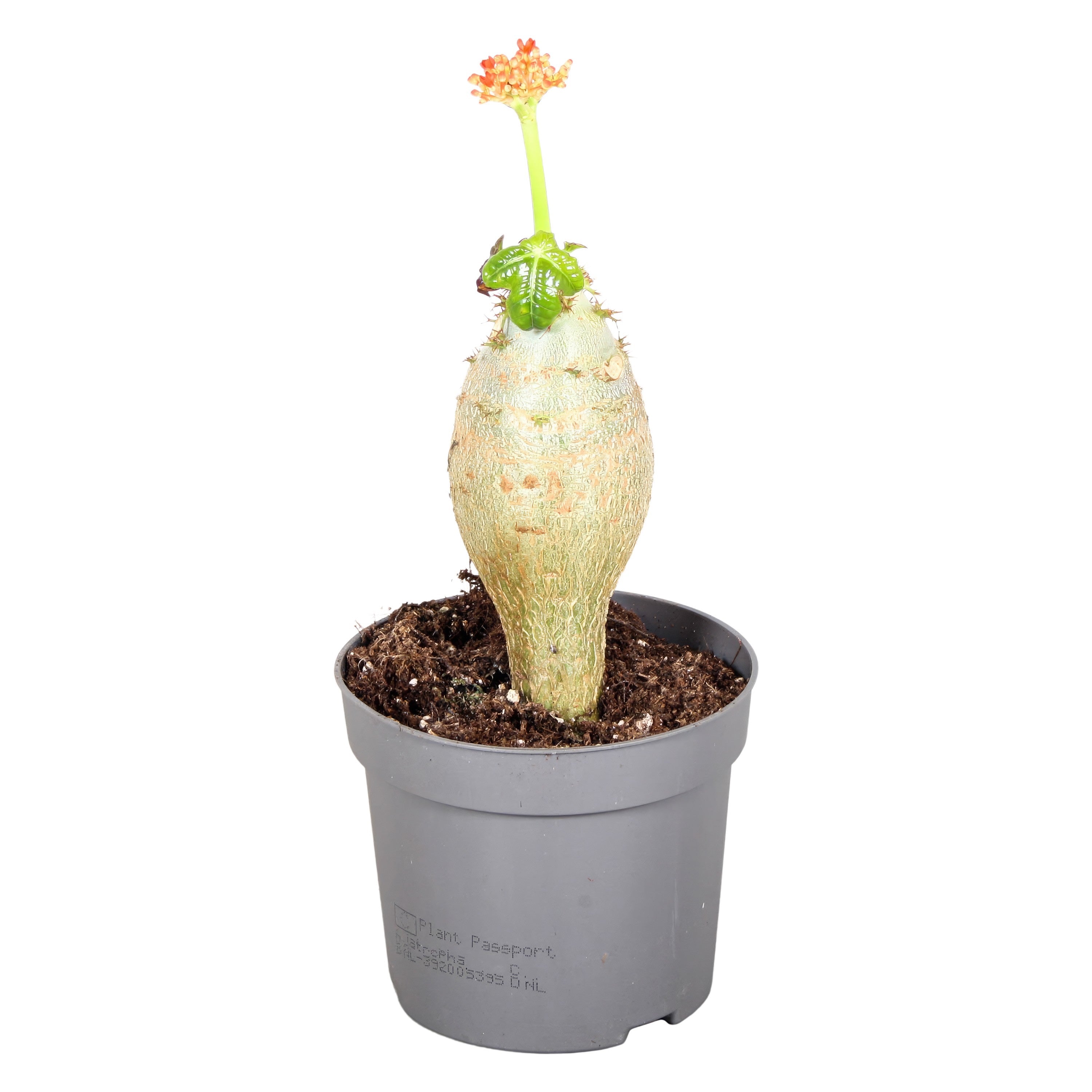 Jatropha podagrica (Buddha belly)