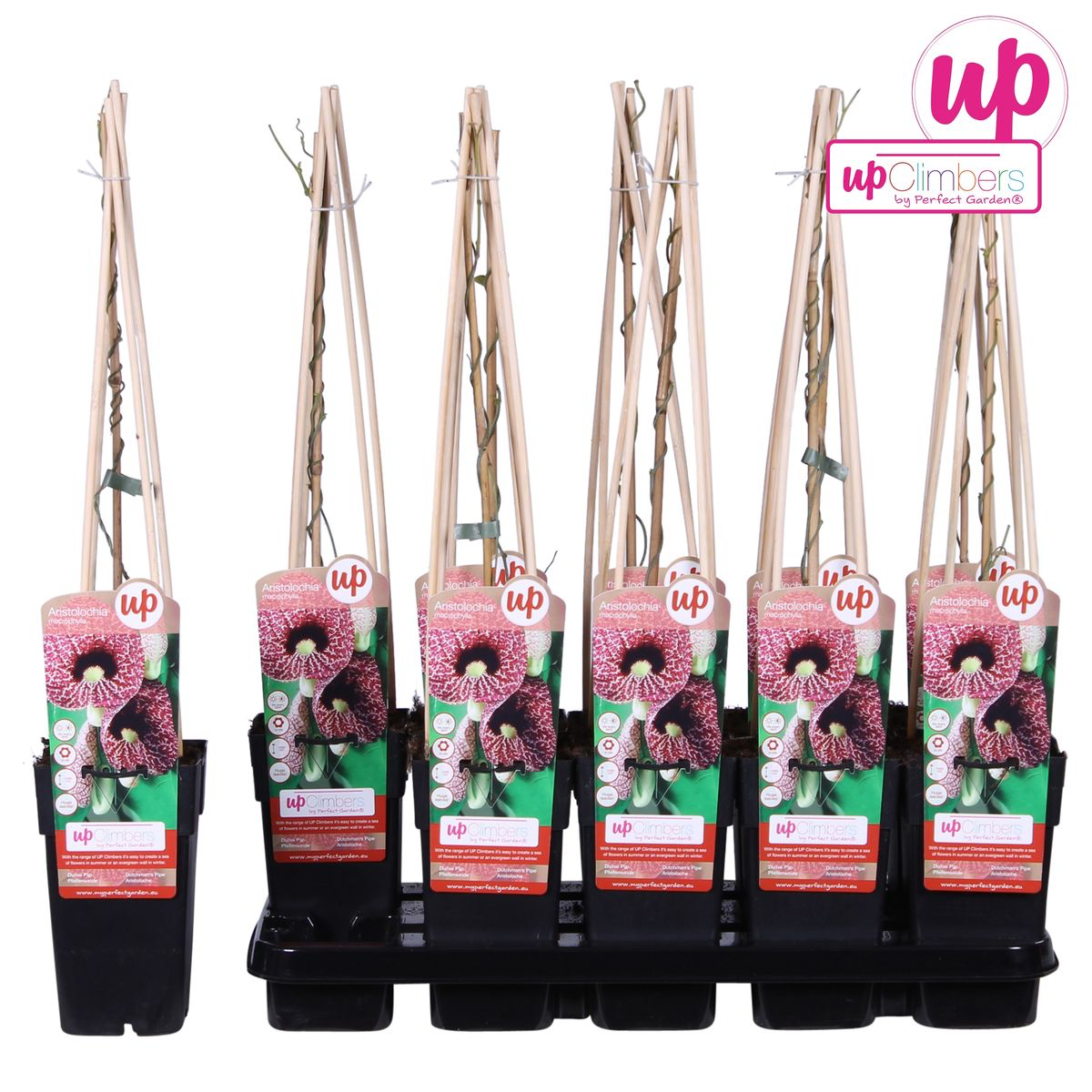 Aristolochia macrophylla (Dutchman's pipe, Pipevine)