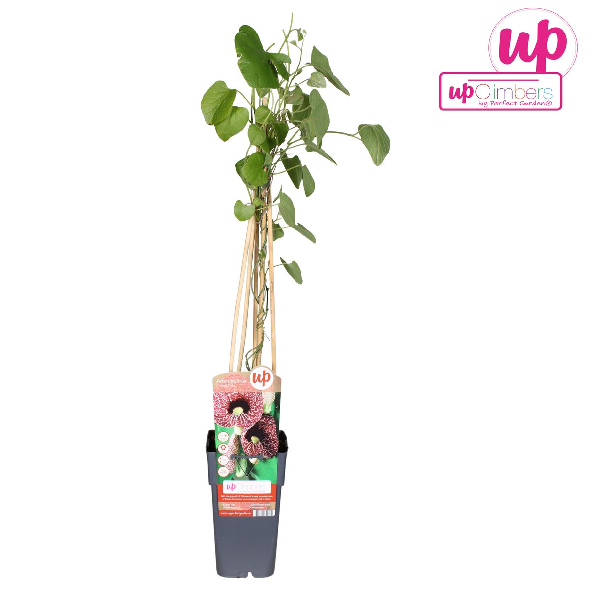 Aristolochia macrophylla (Dutchman's pipe, Pipevine)