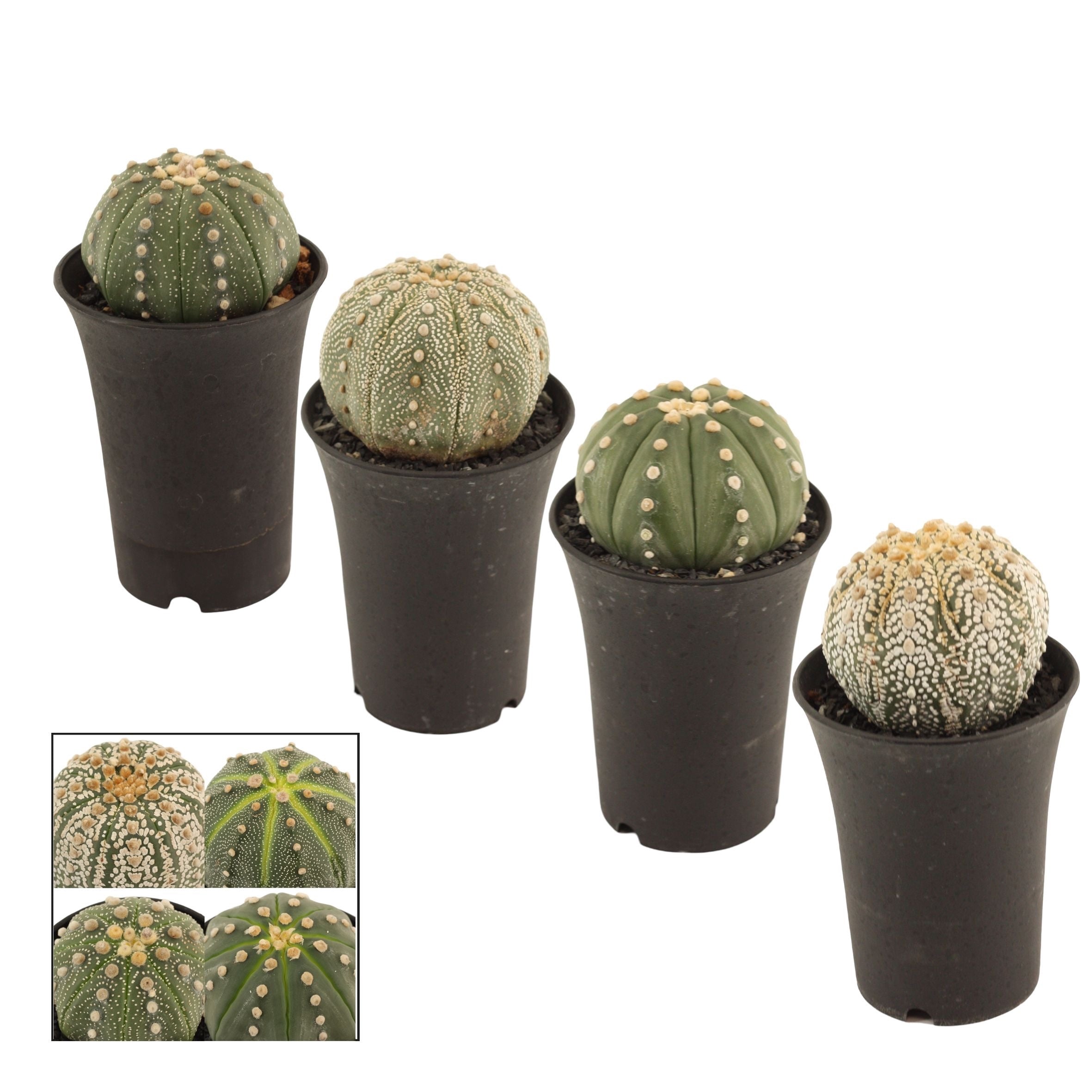 Astrophytum asterias (Silver Dollar Cactus) - varietate de colectie