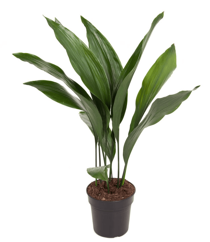 Aspidistra elatior (Pana cocosului)