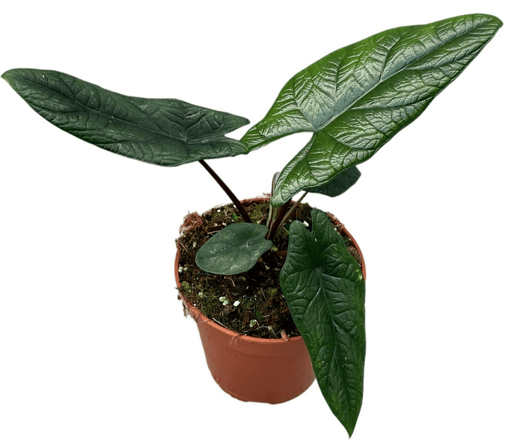 Alocasia Scalprum