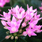 Pentas lanceolata Starcluster™ Pink