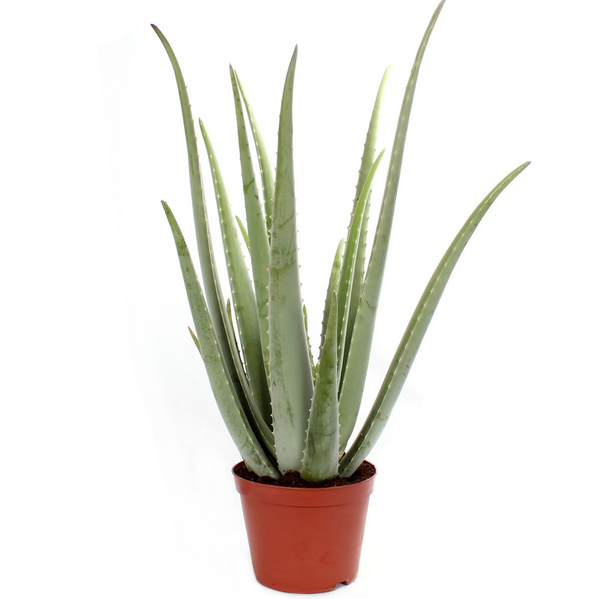Aloe Vera Barbadensis XL (varsta 7-8 ani) - planta vindecatoare