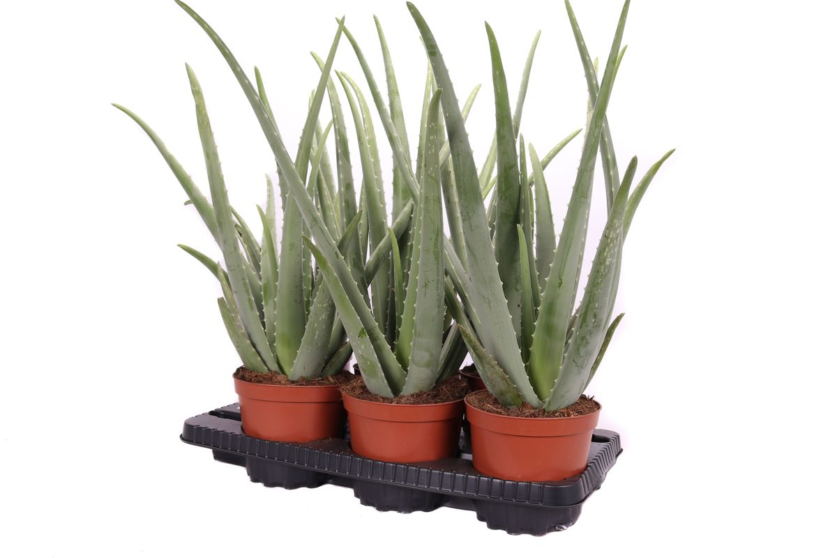 Aloe Vera Barbadensis (varsta 5-6 ani)