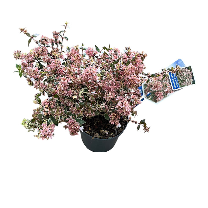 Abelia grandiflora 'Magic Daydream'