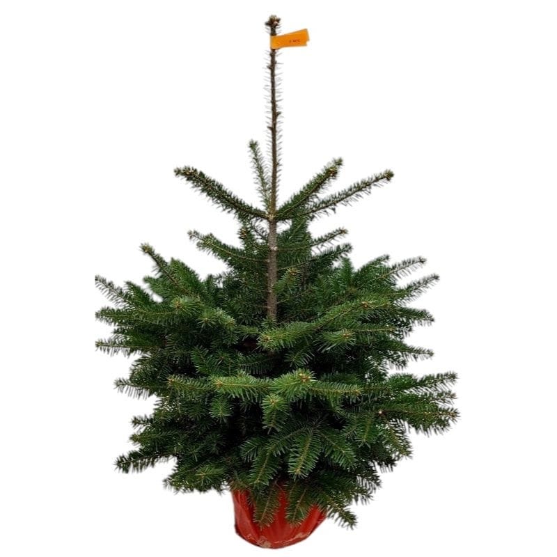 Brad nobil - Abies nordmanniana