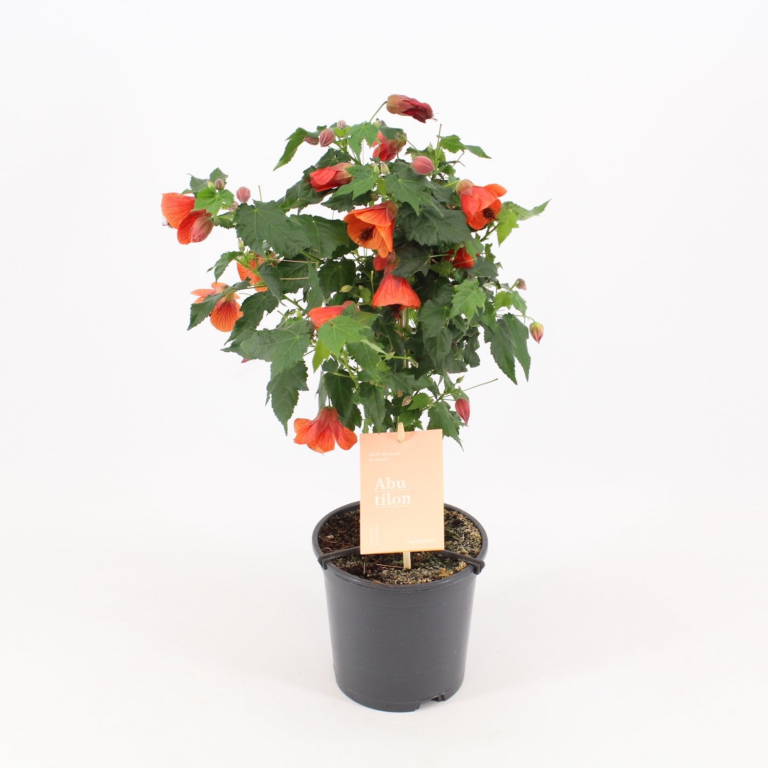 Abutilon 'Red Trumpet'  (Floarea artar)