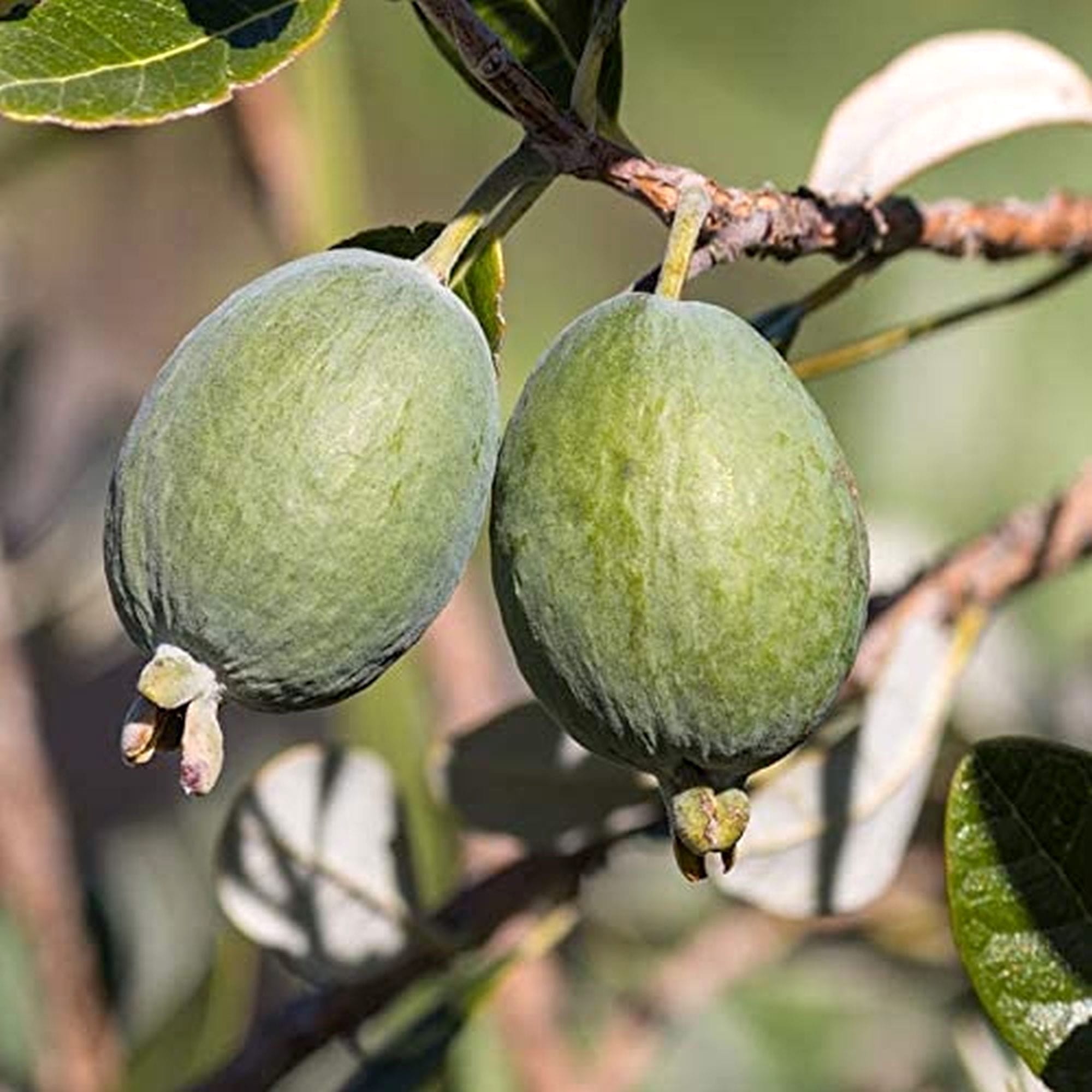 Acca sellowiana (Feijoa sellowiana, Ananas Guava) – Secret Garden