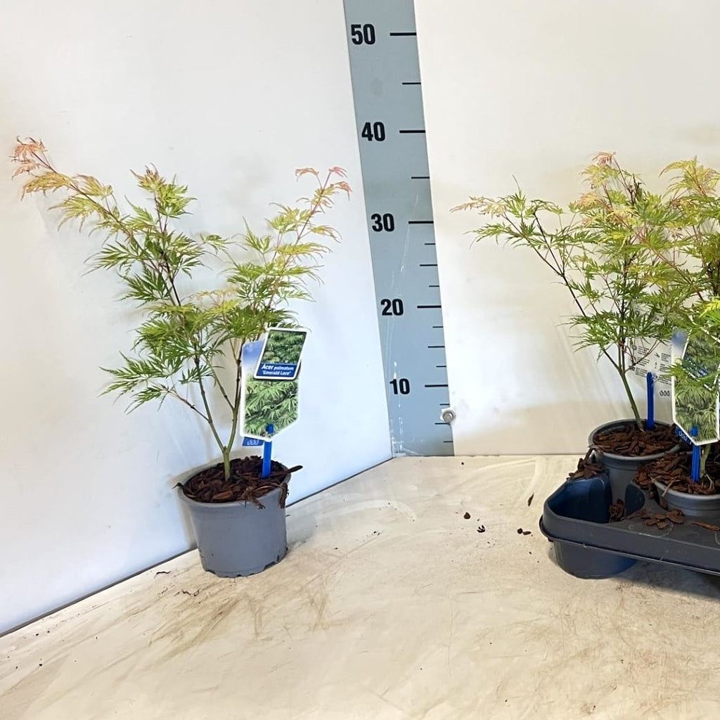 Acer palmatum 'Emerald Lace' (Japán juhar)