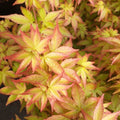 Acer palmatum 'Little princess' (japanischer Ahorn)