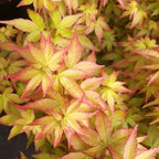 Acer palmatum 'Little princess' (japanischer Ahorn)