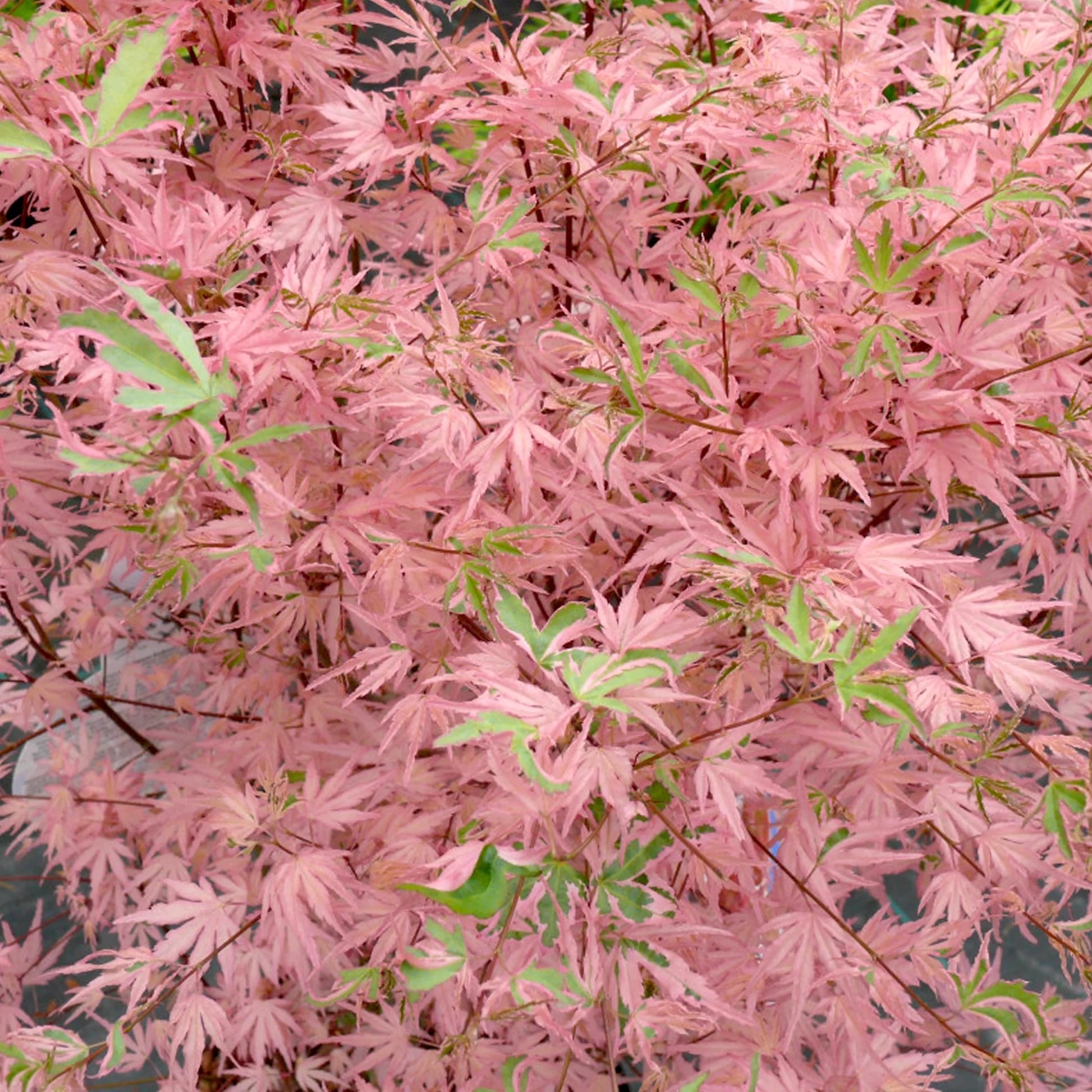 Acer palmatum 'Iyoshi'