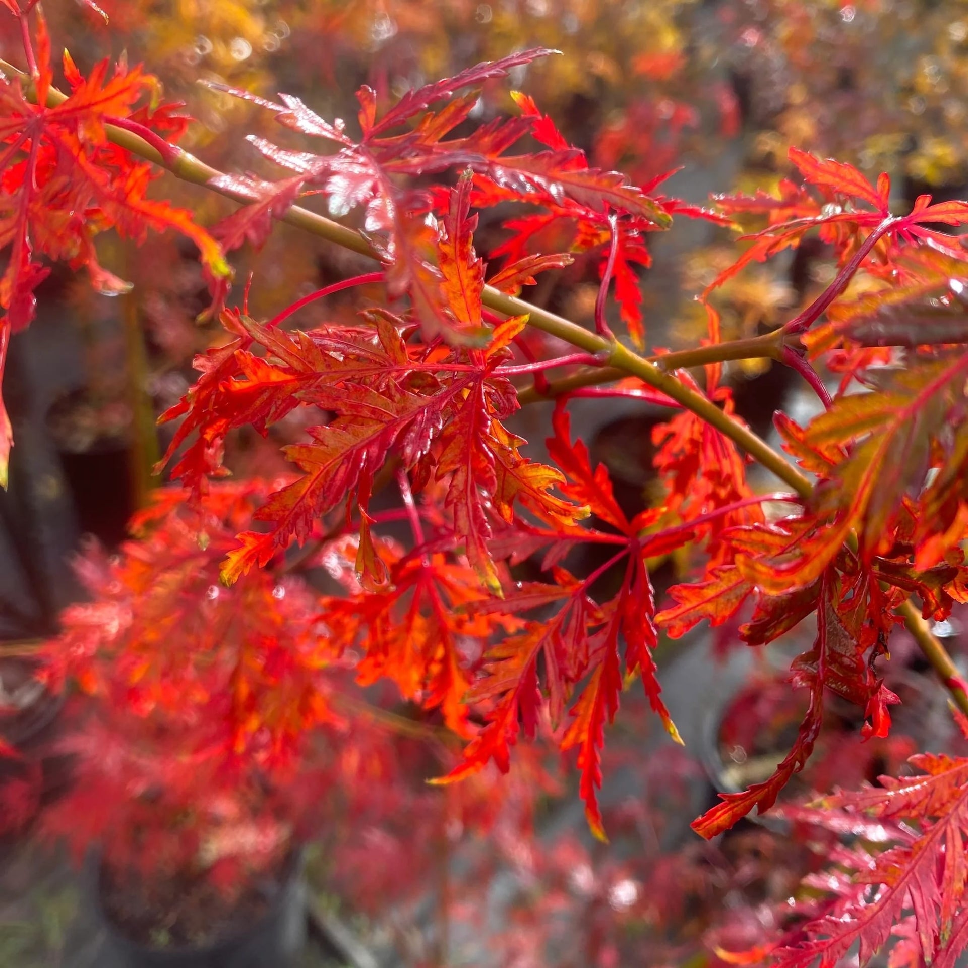 Acer Palmatum Seiryu
