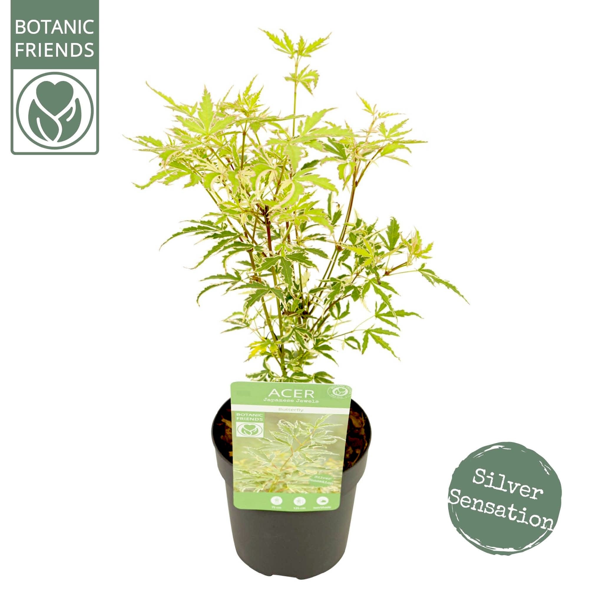 Acer palmatum 'Butterfly' (Japanese Maple)