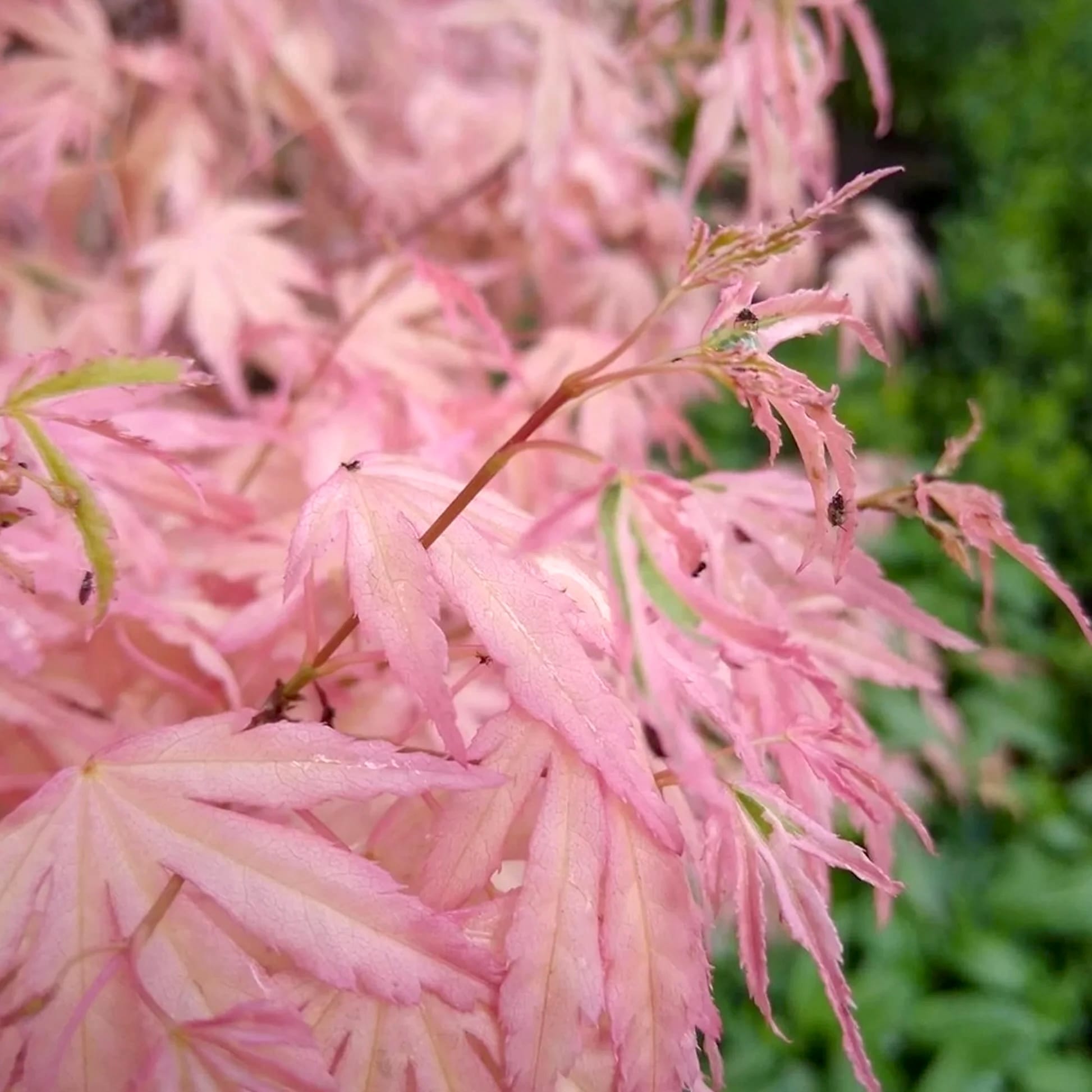 Acer palmatum 'Iyoshi'